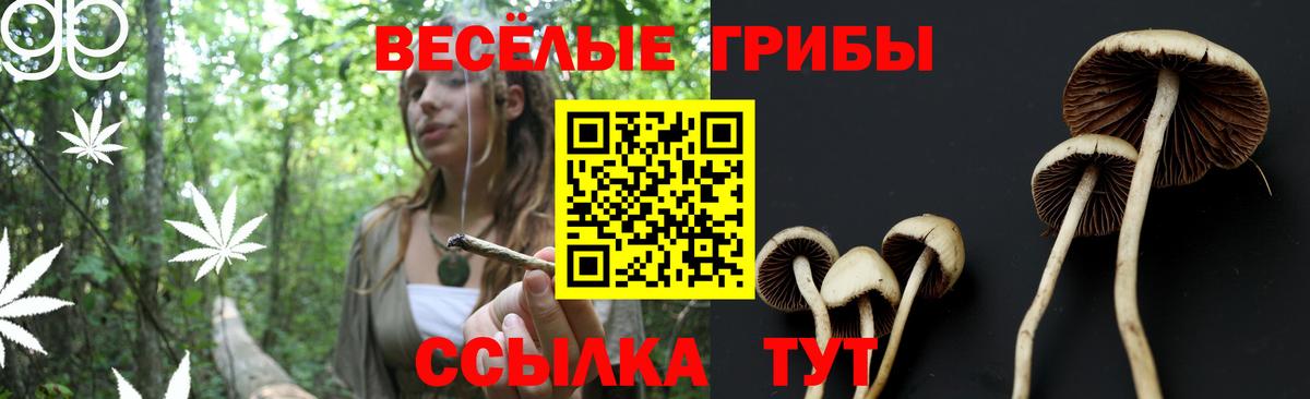 Псилоцибиновые грибы Psilocybe  Вход с VPN  Алексеевка 